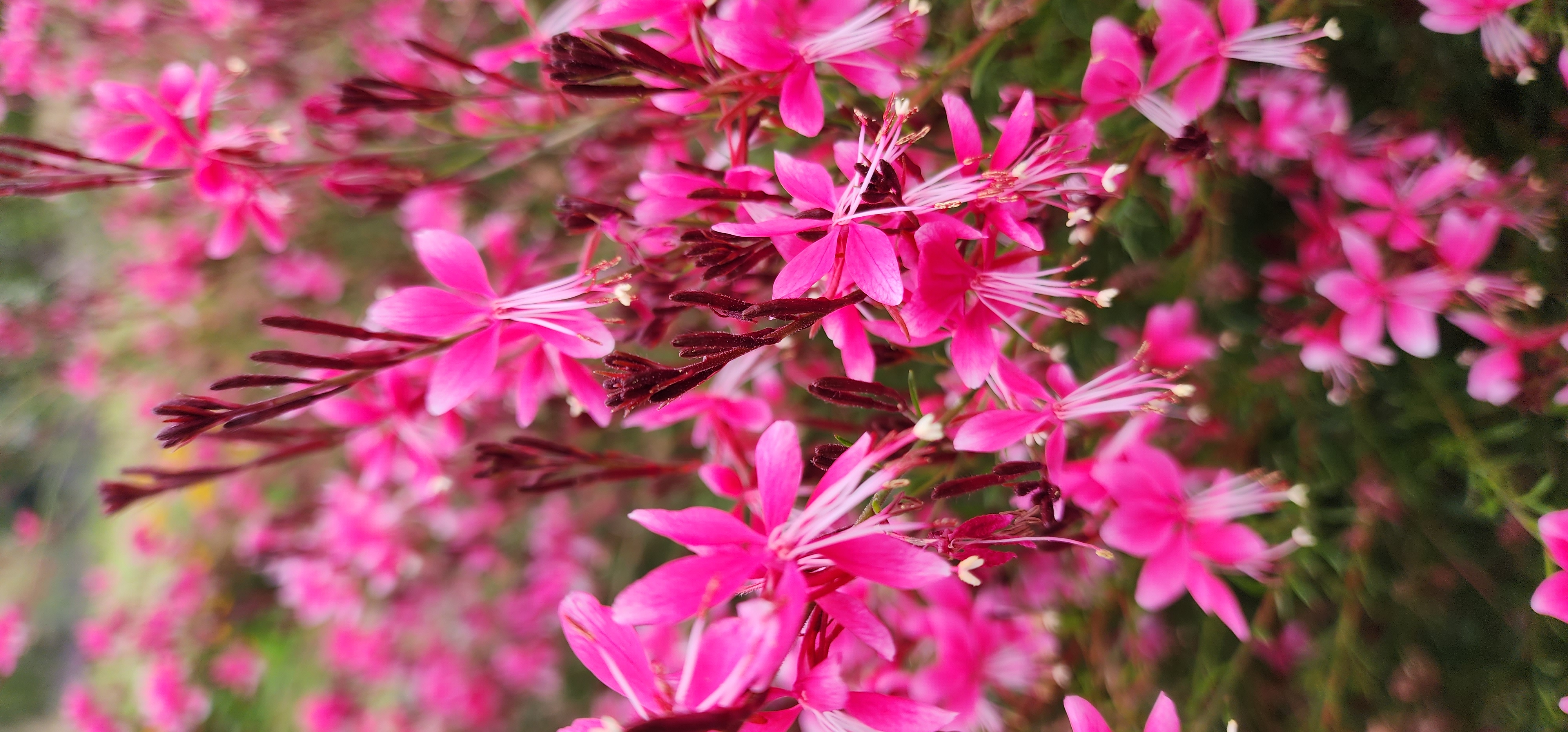 Gaura lindheimeri ‘Baby Red’